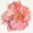 thumbnail image 2 of Parker, Jennifer Paxton 12x12 White Modern Wood Framed Museum Art Print Titled - Blossomed Peony I, 2 of 4