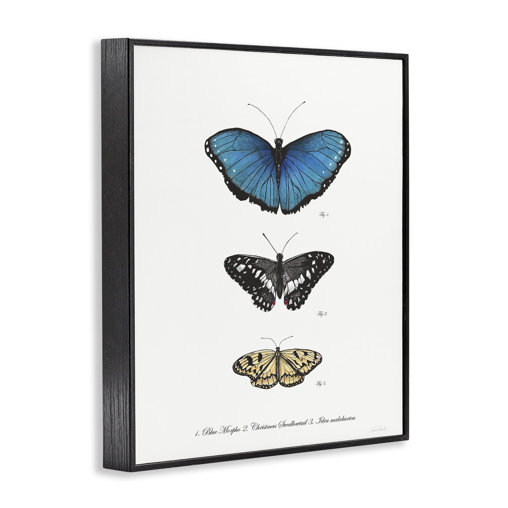 Stupell Industries Vintage Butterfly Specimens Animals & Insects Painting Black Framed Art Print Wall Art, 24 x 30