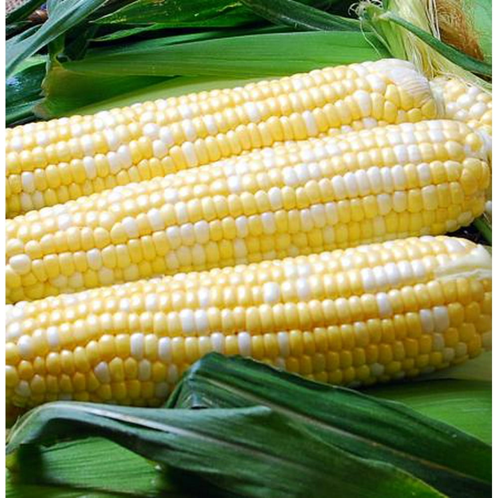 Ambrosia Sweet Corn Treated Seeds