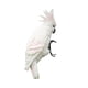 thumbnail image 5 of Estatuilla de resina para pájaros, decoración artística para patio, escultura de animales, figuritas para césped, loros Blanco Cola estatua de loro, 5 of 8