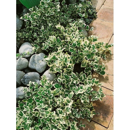 RedCrocus Euonymus 'Emerald Gaiety' Live Plant – Variegated Evergreen Shrub/Groundcover, Sun to Part Shade, Hardy Zones 5–9, Low Maintenance Landscape 1 Gallon Nursery Pot