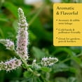 thumbnail image 5 of 4 Peppermint Plants – Fragrant Edible Perennial Herb for Fresh Tea, Cooking & Easy Growing in Containers, Herb Gardens & Outdoors (Mentha piperita L.) in 3.5” Cubes, Live Plants, 5 of 9