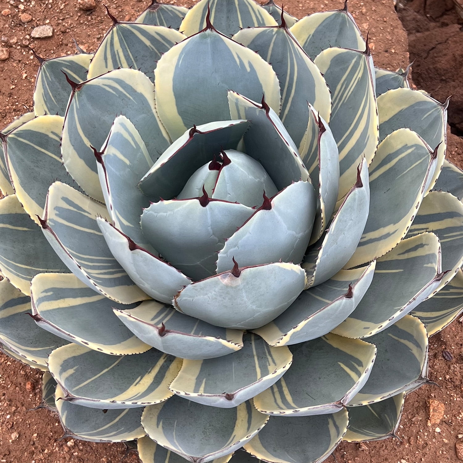 Altman Plants Variegated Agave 'Orizaba' Uncommon & Unique Succulent in 3.5" Grower Pot