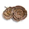 thumbnail image 4 of Hongo Adaptógeno Turkey Tail Cola De Pavo 40g Commons Commons Original, 4 of 9