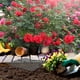 thumbnail image 4 of Cubierta para macetas, rejilla para plantas, protector de flores, accesorios para macetas, 4 of 7