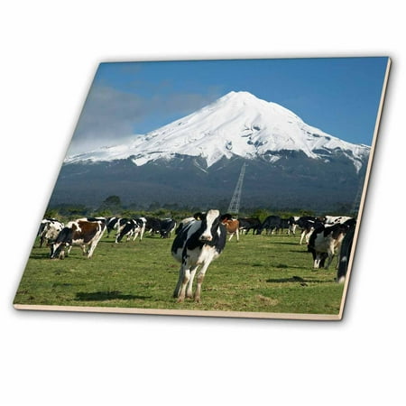 3dRose Dairy Cows, Farm animals, Taranaki, New Zealand-AU02 DWA4997 - David Wall - Ceramic Tile,