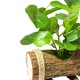 thumbnail image 3 of Macetas De Madera Creativas Y Adornos Para El Hogar Bonsai Verde Estilo 1, 3 of 5