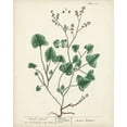 thumbnail image 2 of Unknown  20x24 Black Ornate Wood Framed with Double Matting Museum Art Print Titled - Antique Herbs VIII, 2 of 4