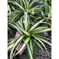 thumbnail image 4 of Hawaiin Spider Plant ~ Variegated Green and White ~ Live Large Plant for Home or Office, 4 of 5