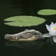 thumbnail image 4 of Adornos flotantes de simulacin de piscina y estanque de jardn, 4 of 4