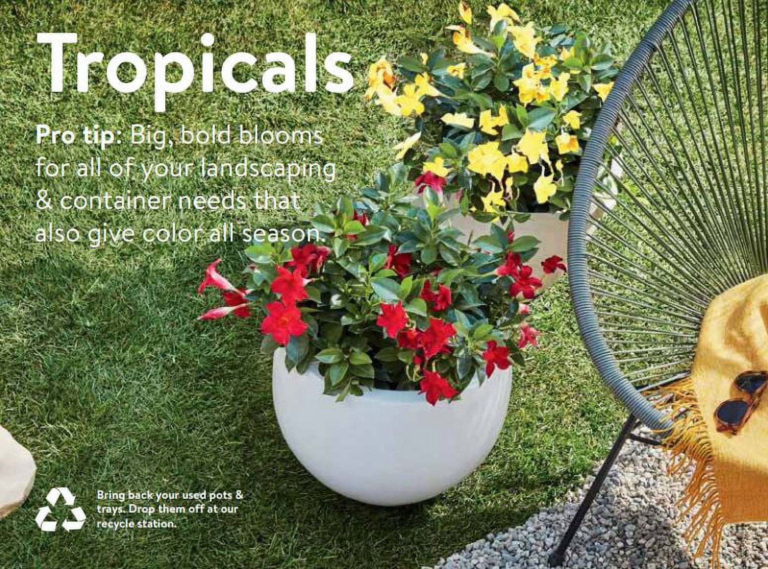 (4 pack) Island Blooms Gardenia Live Plants