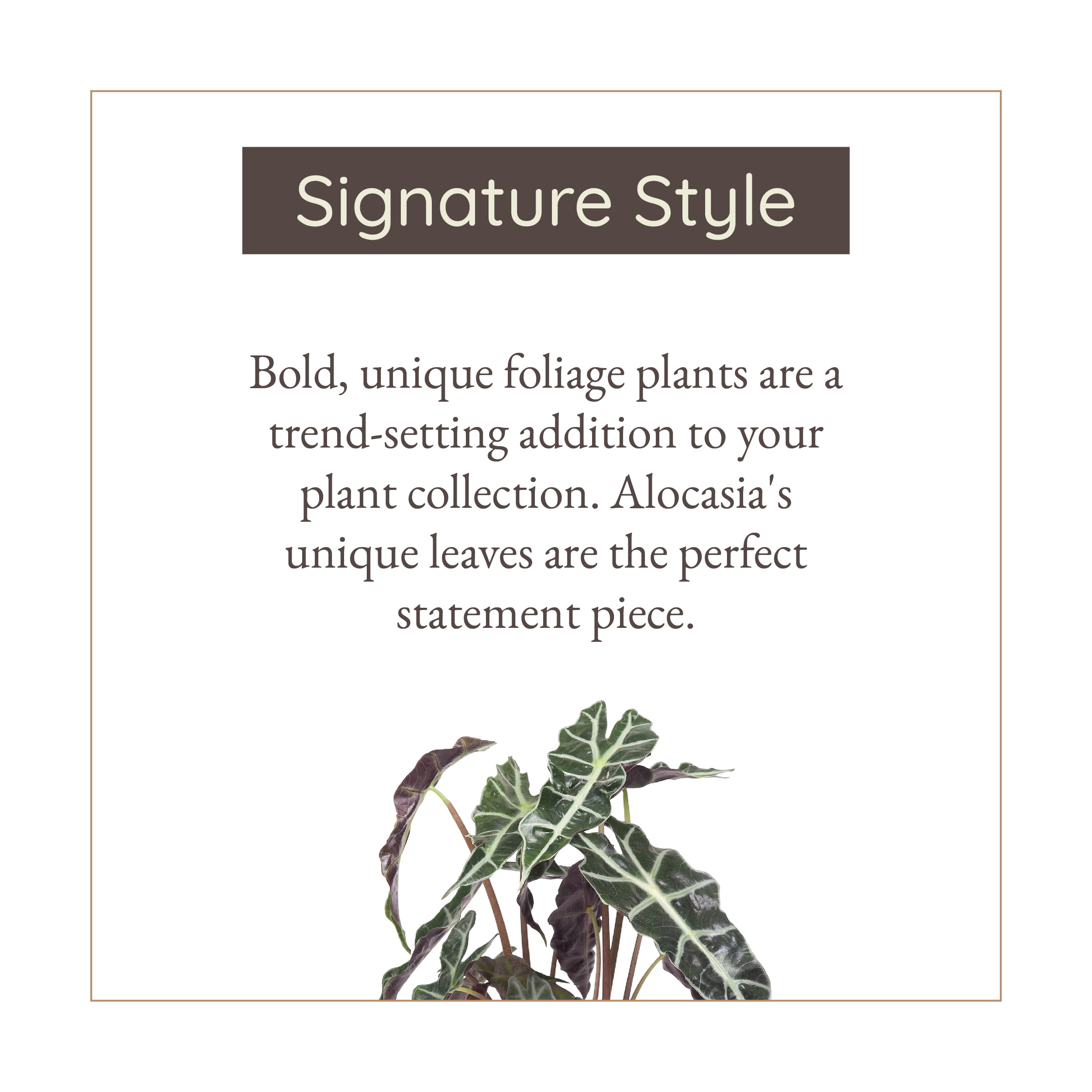 Wild Interiors Alocasia Polly Plant, 12-18” Tall, 5” Ceramic Pot