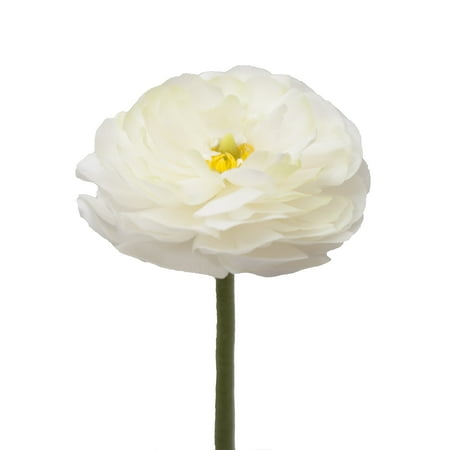White Ranunculus – 30 Farm Direct Fresh Cut Flowers – 300 Stems – Ranunculus – by Bloomingmore White Ranunculus – 30 Farm Direct Fresh Cut Flowers – 300 Stems – Ranunculus – by Bloomingmore