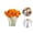 Orange, variant on QZS Natural Dried Globe Amaranth Flower,Orange Globe Amaranth Dried Flower Bundles,30Pack Natural Dry Floral Arrangements for Vase,Party Decor