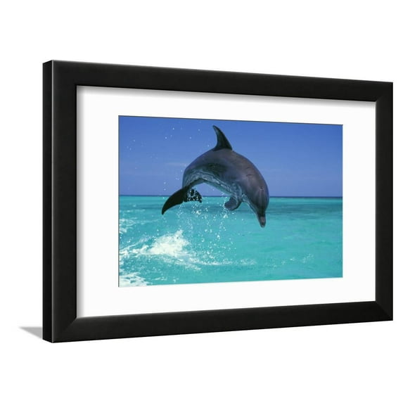 Bottlenosed Dolphin Framed Print Wall Art