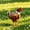 White, variant on Upgrade Waterproof Hen Saddle, Protective Pinafore Vest for Chickens Ducks Geese, Anti-Pecking Cape for Backyard Flock, 12.40x9.45in B