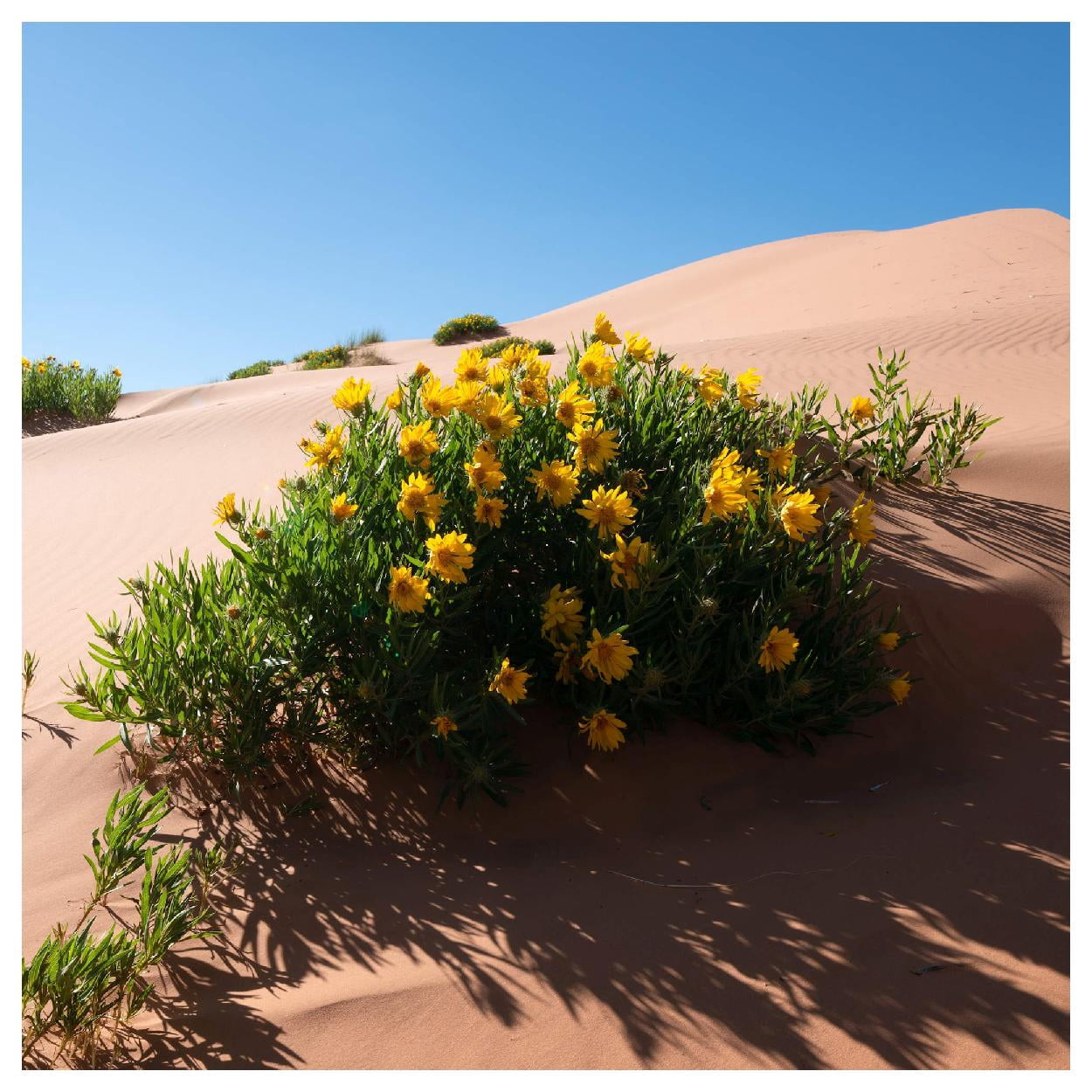 Everwilde Farms - 1 lb Mules Ears Native Wildflower Seeds - Gold Vault Bulk Seed Packet