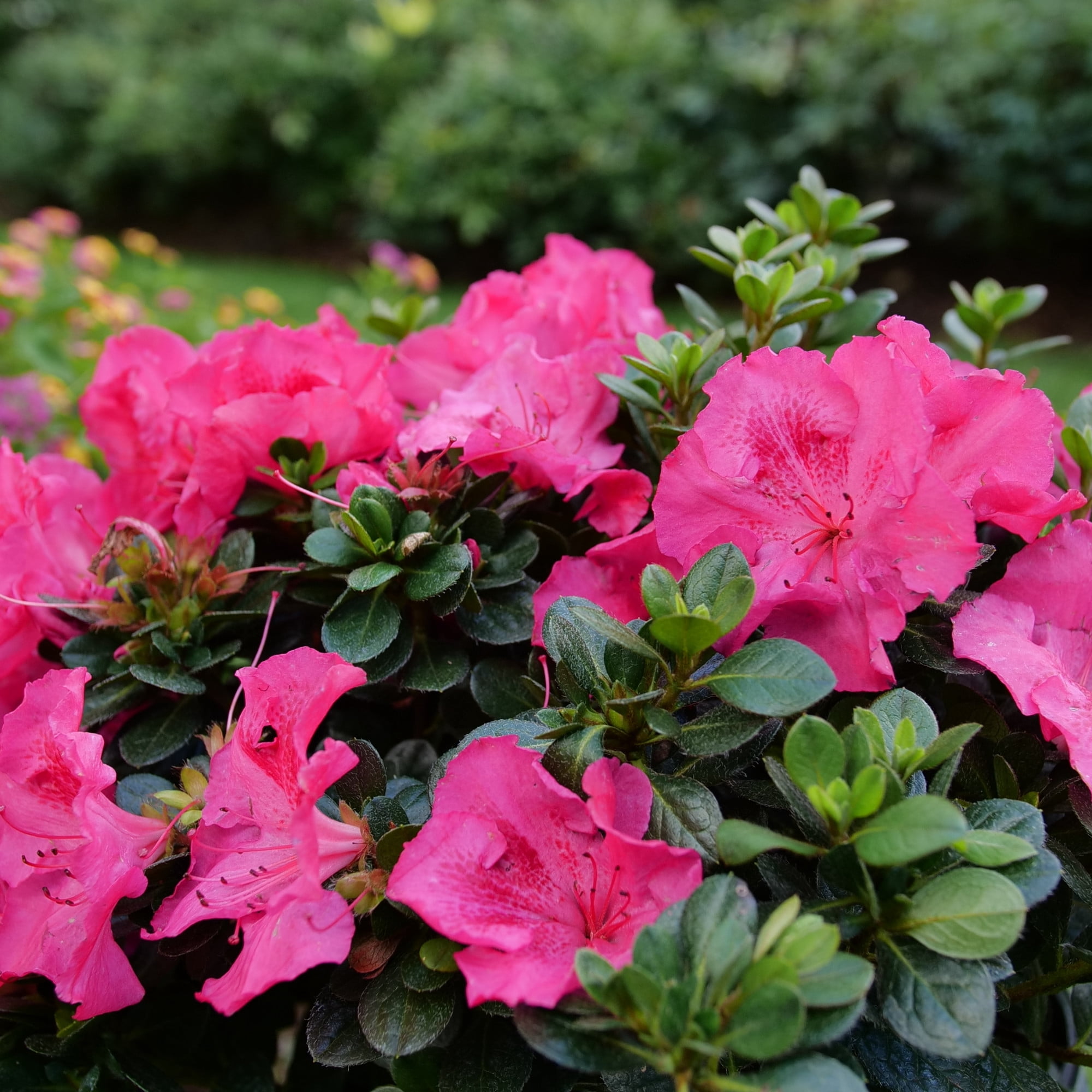 Proven Winners ColorChoice 5" Perfecto Mundo Epic Pink Reblooming Azalea Live Plant in 4.5" Pot (4 Count)