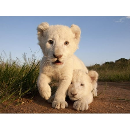 - Portrait of Two White Lion Cub Siblings, One Laying Down and One with it's Paw Raised. Print Wall Art By Karine Aigner