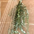 thumbnail image 2 of Fresh Eucalyptus Shower Bundle | Eucalyptus Plant | Fresh Eucalyptus | Eucalyptus Shower Bundle | Plants | Aromatherapy | Stress Relief Gift, 2 of 6