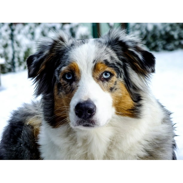 Shepherd Merle Dog Animal Portrait-20 Inch By 30 Inch Laminated Poster With Bright Colors And Vivid Perfectly In Many Attractive Frames - Walmart.com