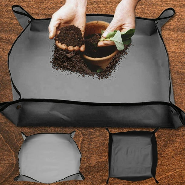 Soil For Repotting Prayer Plant - Prayer Plant Soil Mix Reddit