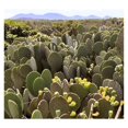 Creation Cultivated Live "Spineless Prickly Pear Cactus" Opuntia