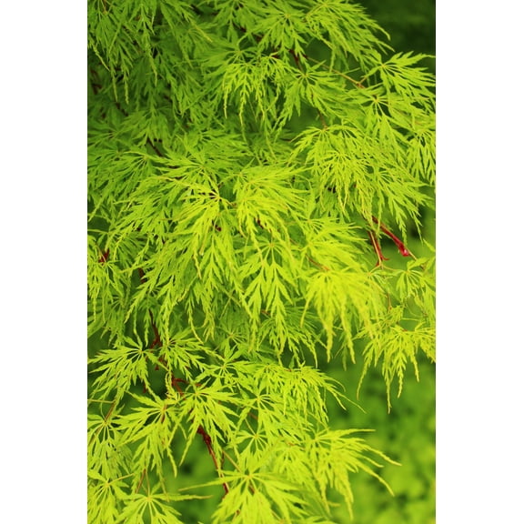 10 Upright GREEN LACELEAF MAPLE Japanese Seiryu Acer Palmatum Dissectum Viridis Tree Seeds