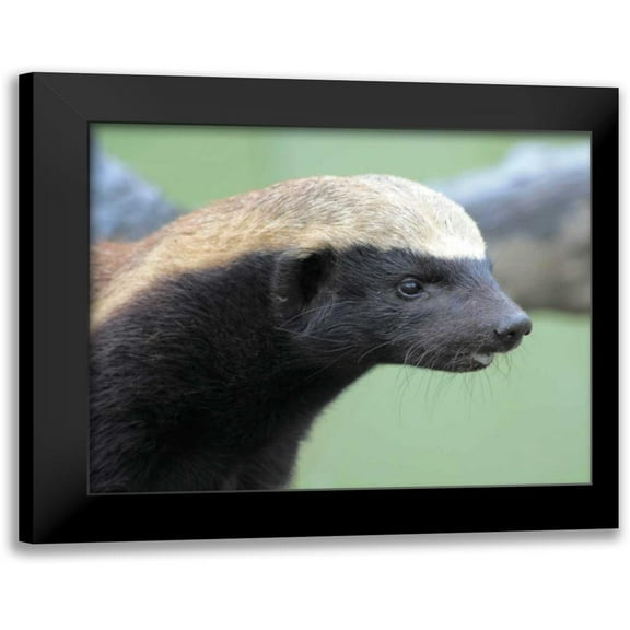 Underdahl, Dana 14x12 Black Modern Framed Museum Art Print Titled - Badger I