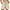 Beige, variant on SYMOID Womens Lightweight Polyester Summer Shorts - High Waist Elastic Drawstring, Casual & Travel-Friendly, S-2XL,Beige,Size L