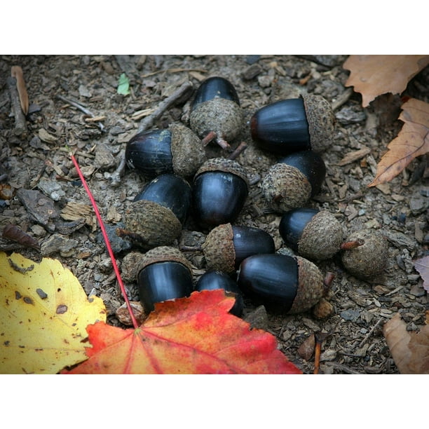 Black Acorns Seeds Fruit Acorn Dried Nuts Natural12 Inch By 18 Inch