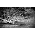 thumbnail image 2 of Susan Vizvary Photography 32x21 Black Ornate Wood Framed with Double Matting Museum Art Print Titled - Branch on The Beach in Black and White, 2 of 4