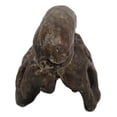 thumbnail image 6 of Faux Taxidermy Replica Parasaurolophus Dinosaur Head Fossil Small Skull Figurine, 6 of 10
