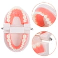 thumbnail image 2 of Modelo tipodonto dental para niños, herramienta de enseñanza oral para jardín de infantes, modelo de cepillado de caries, modelo de diente de plástico para uso educativo, 2 of 6