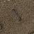 Taupe 24
