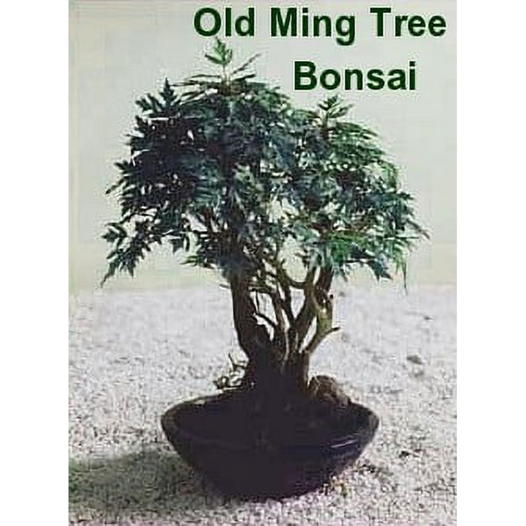 Ming Aralia Pre-Bonsai Tree - Polyscias fruticosa - Indoor - Thick Trunk  -4" Pot