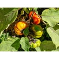 thumbnail image 4 of 25 Seeds RUFFLED RED EGGPLANT Pumpkin On A Stick Edible & Ornamental Solanum Melongena Seeds, 4 of 8