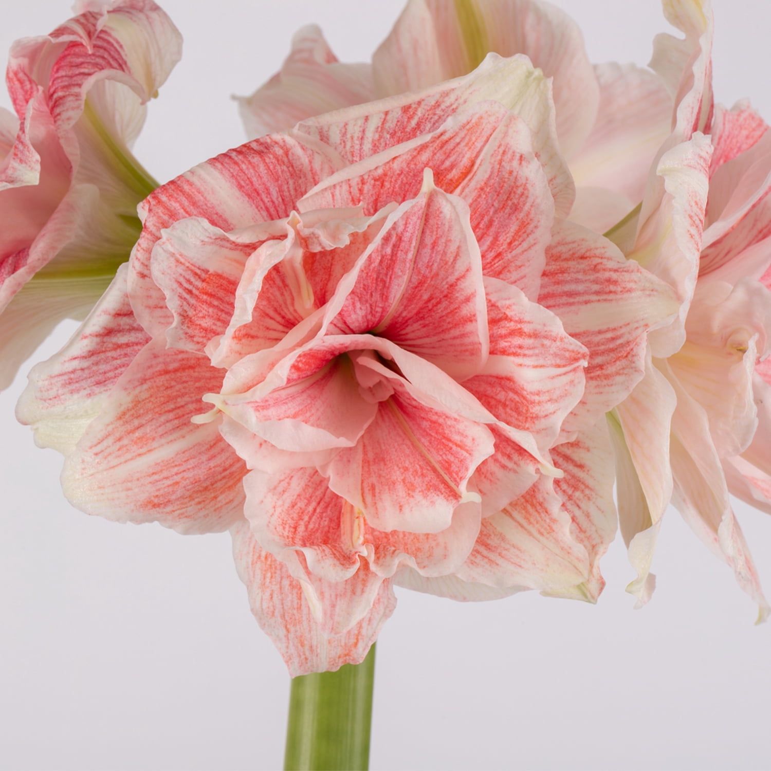 Van Zyverden Premium Fast Track Amaryllis™ Double Time™ Set of 1 Bulb Pink Partial Sun Perennial Flowering 2 lbs