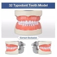 thumbnail image 2 of Medical Modelo De Dientes 32 Dientes Dentales Modelo Dientes, 2 of 6