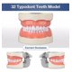 thumbnail image 2 of Medical Modelo De Dientes 32 Dientes Dentales Modelo Dientes, 2 of 6