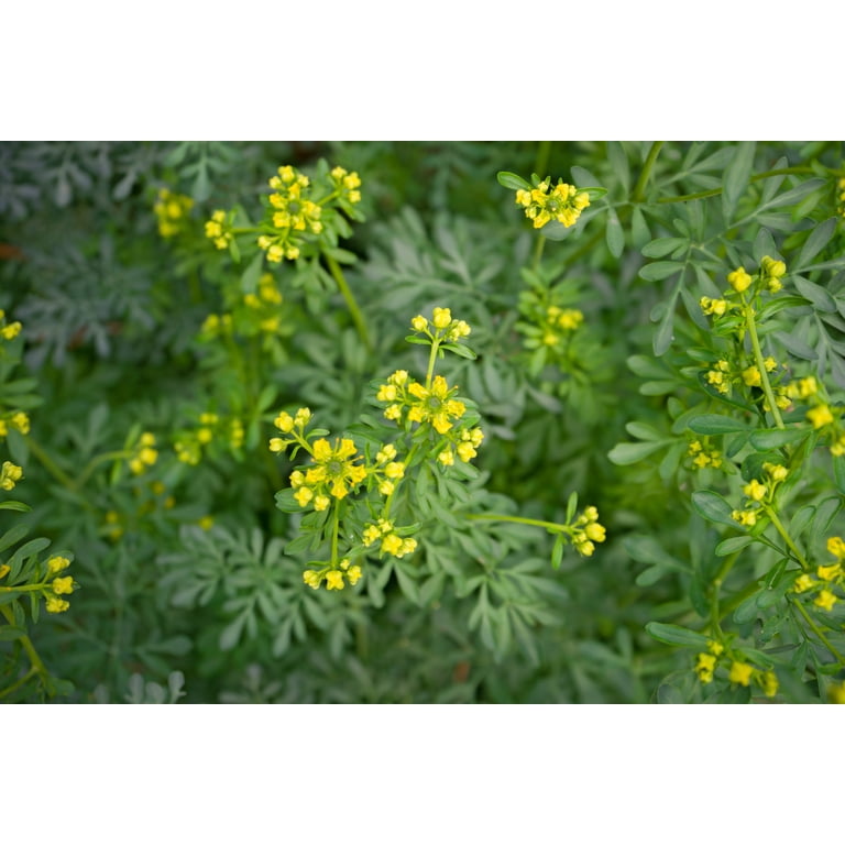 Earthcare Seeds, Herb of Grace Rue Seeds, 150 Seeds Heirloom - Walmart.com