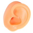 thumbnail image 1 of Silicone Ear Model Soft Flexible Right Ear Reusable Human Ear Model for Ear Piercing Training Earrings Display Left, 1 of 5