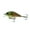 Baby Bluegill, variant on 6th Sense – Crush Series Squarebill Crankbait Bass Fishing Lure, Shallow Diving Hard Bait
