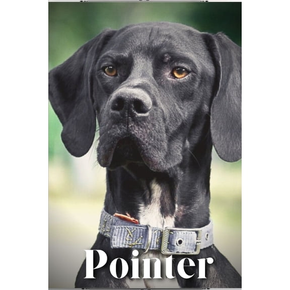 Pointer : Dog breed overview and guide (Paperback)