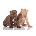 thumbnail image 2 of Two American Pit Bull Wall Mural by Wallmonkeys Peel and Stick Graphic (18 in W x 12 in H) WM309967, 2 of 4
