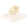 thumbnail image 2 of JZROCKER Canine Dog Model Anatomy Skeleton Veterinary Specimen Teaching Display Education Gifts, 2 of 10