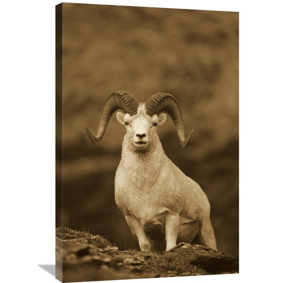Global Gallery Michael Quinton,'Dall's Sheep ram on rock outcrop, Alaska - Sepia' Stretched Canvas Artwork