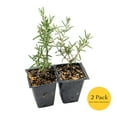 thumbnail image 4 of 2 Ken Taylor Rosemary in 3.5" Nursery Cubes | Rosmarinus officinalis ‘Ken Taylor’ | Fragrant Evergreen Herb for Cooking, Gardens & Containers | Ready-to-Plant Live Plants, 4 of 7