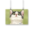 thumbnail image 1 of Kitten Looking Down Poster - Kayomi Harai Designs,, 1 of 3