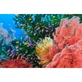 thumbnail image 2 of Westmorland, Stuart 24x17 Gold Ornate Wood Framed with Double Matting Museum Art Print Titled - Purple Fairy and Orange Anthias Basslets (Pseudanthias sp)-Viti Levu-Fiji-South Pacific, 2 of 4